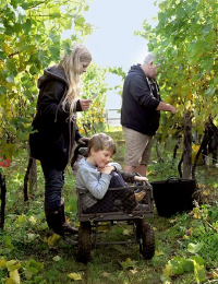 Fleurfields Vineyard