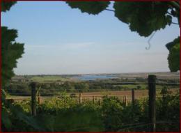 Clayhill Vineyard