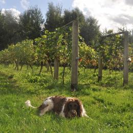 Commonwood Vineyard Commonwood Vineyard