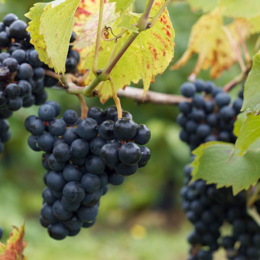 Compton Green Vineyard Compton Green Vineyard