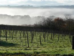 Coombe Head Meadow Vineyard