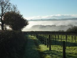 Coombe Head Meadow Vineyard