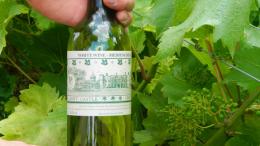 Croft Castle Vineyard