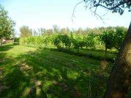 Curload Vineyard 