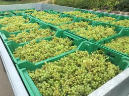 Dalwood Vineyard
