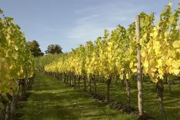 Danebury Vineyards