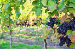 Dryhill Vineyard Estate