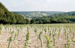 Hundred Hills Vineyard