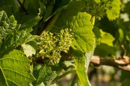 East Meon Vineyard