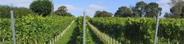English Oak Vineyard English Oak Vineyard