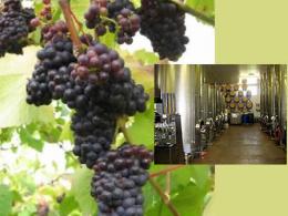 Penarth Vineyard