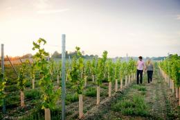 Flint Vineyard Flint Vineyard