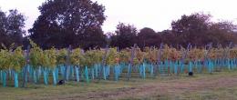 Forest Edge Vineyard