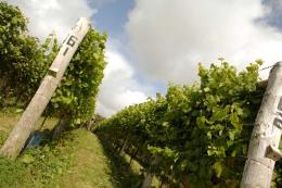 Furleigh Estate Furleigh Estate