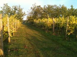 Giffords Hall Vineyard Giffords Hall Vineyard