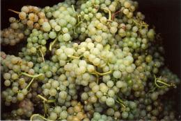 Godstone Vineyards Godstone Vineyards