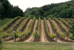 Godstone Vineyards Godstone Vineyards