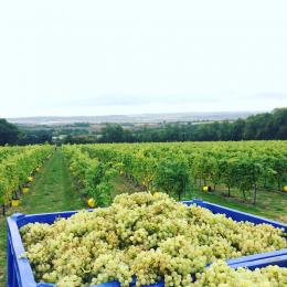 Great Whitmans Vineyard Great Whitmans Vineyard