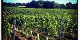 Greyfriars Vineyard Greyfriars Vineyard