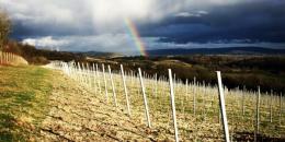 Greyfriars Vineyard Greyfriars Vineyard