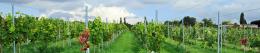 Hanwell Wine Estate Hanwell Wine Estate