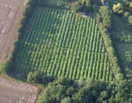 Harbourne Vineyard Harbourne Vineyard