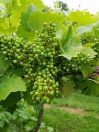 Harbourne Vineyard Harbourne Vineyard