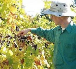 Bothy Vineyard Bothy Vineyard