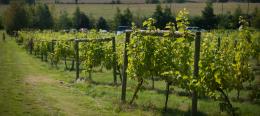Pebblebed - Dragons Den Vineyard Pebblebed - Dragons Den Vineyard
