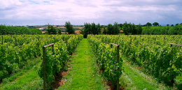 Hegdon Hill Vineyard Hegdon Hill Vineyard