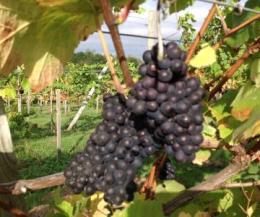 Hendred Vineyard