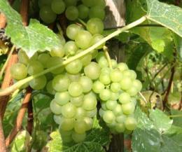 Hendred Vineyard