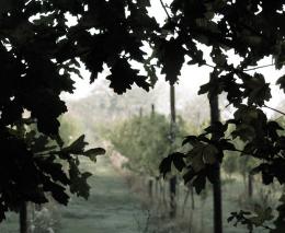 Marden Organic Vineyard (Herbert Hall) Marden Organic Vineyard (Herbert Hall)