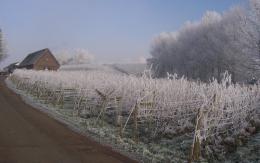 Halfpenny Green Vineyard