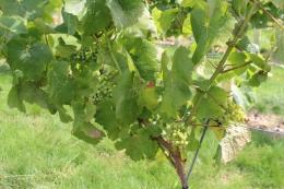 Hooperhayne Vineyard
