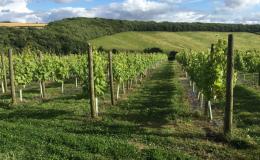 Little Wold Vineyard Little Wold Vineyard
