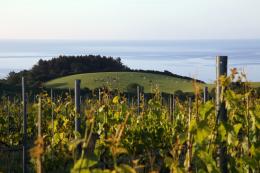 Knightor Winery Knightor Winery