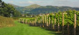 Kerry Vale Vineyard