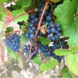 Langot Valley Vineyard