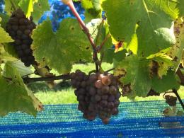 Limden Vineyard