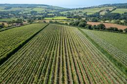 Louma Vineyard Louma Vineyard