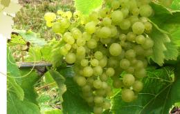 Abbey Vineyards - Lyndon Top Vineyard (Rutland Water)