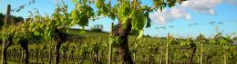Manstree Vineyard Manstree Vineyard