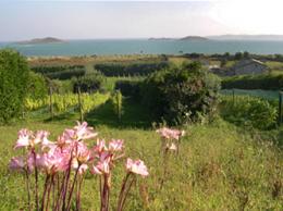 St. Martin's Vineyard St. Martin's Vineyard