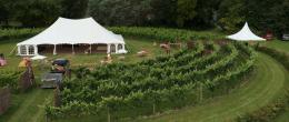 Cottonworth Vineyard