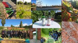 Fulbeck Gardens Vineyard Fulbeck Gardens Vineyard