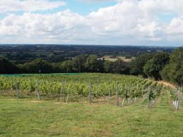Maud Heath Vineyard Maud Heath Vineyard