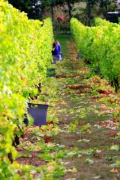 Mersea Island Vineyard Mersea Island Vineyard
