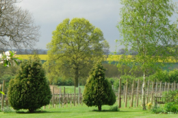 New Lodge Vineyard