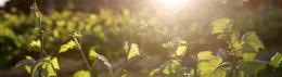 Oaken Grove Vineyard
